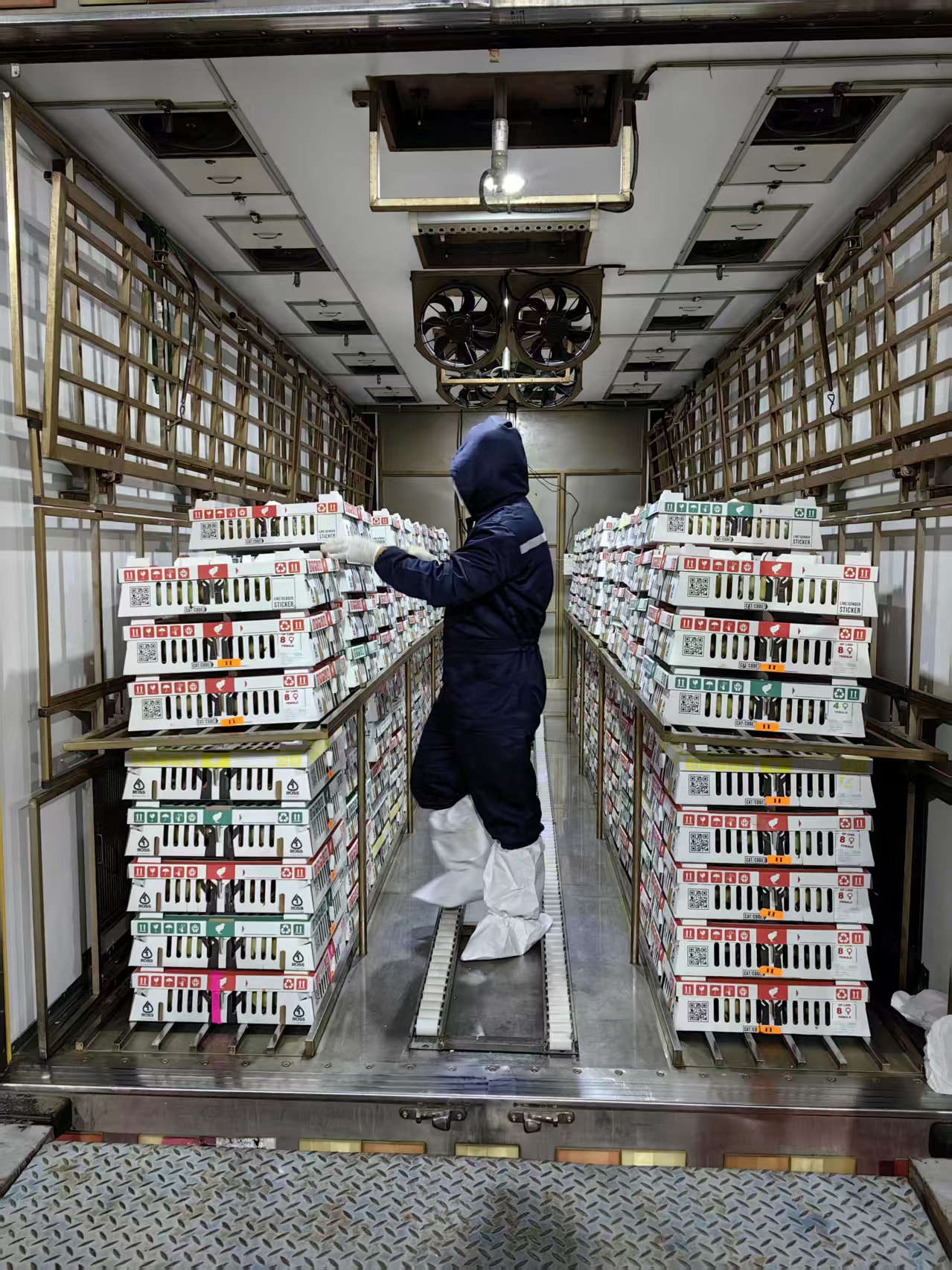 国内白羽肉鸡产业再添强劲引擎！